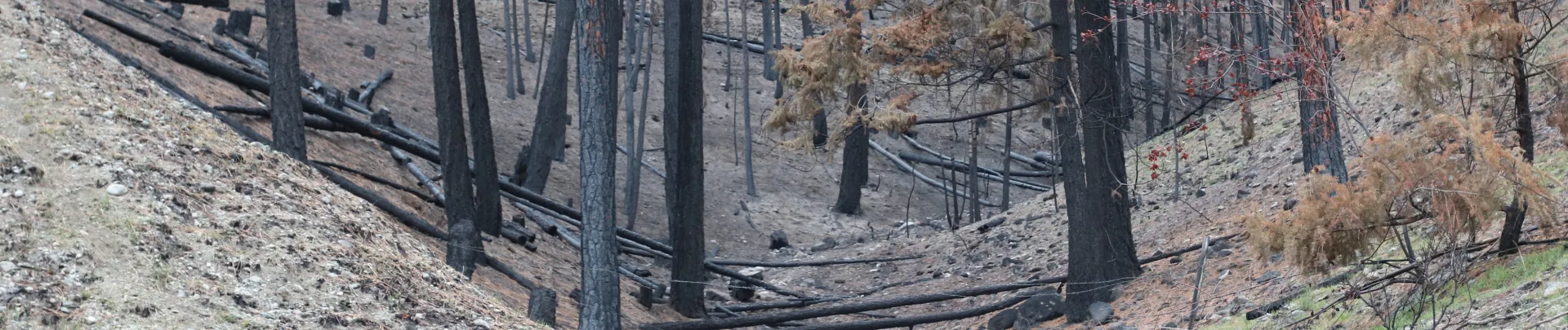 Burned Okanagan valley hillside after wildfire, before burn clean-up by Rock Hard Excavating Kelowna