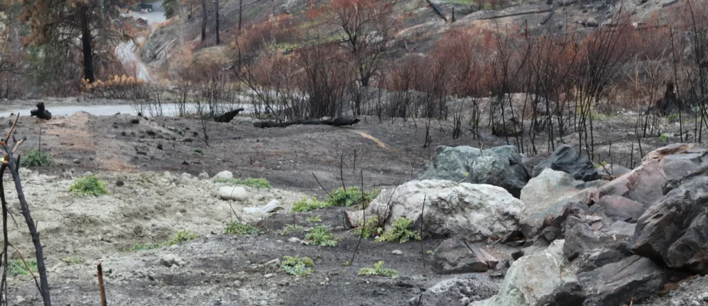 Wildfire burnt roadway