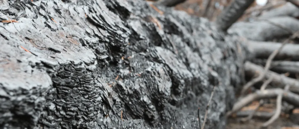 Step 6: charred log assessed for post-wildfire timber salvage in the Okanagan